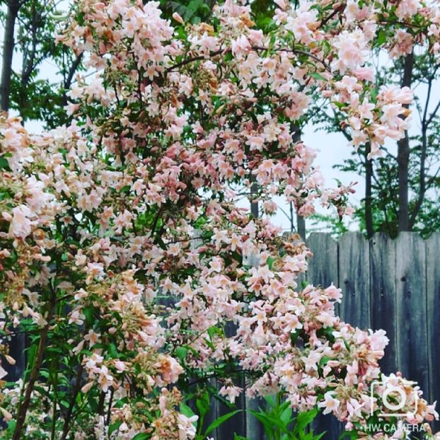  - Garden 2021