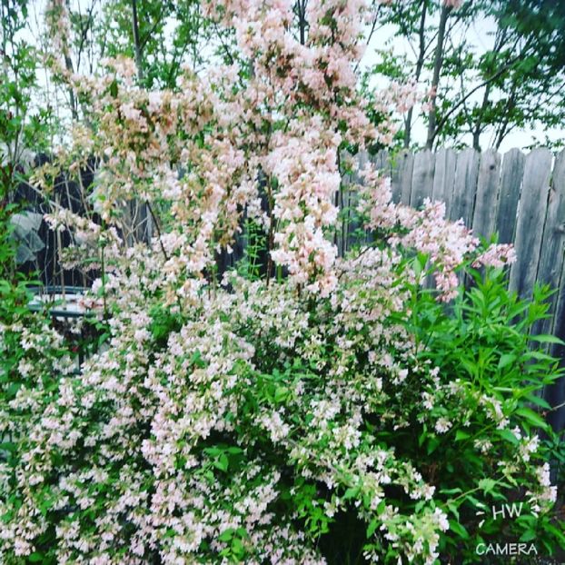 - Garden 2021