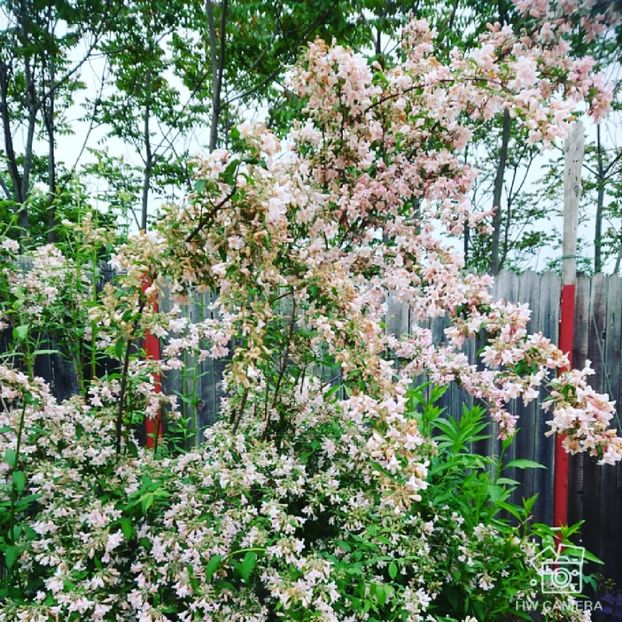  - Garden 2021