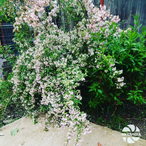  - Garden 2021