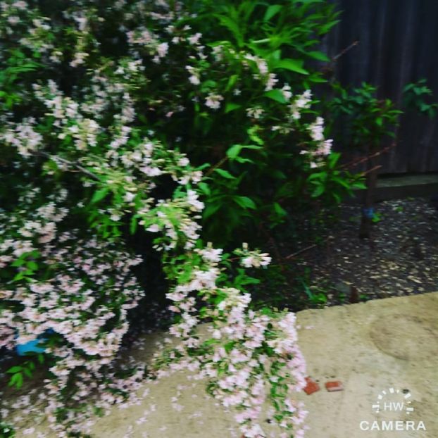  - Garden 2021