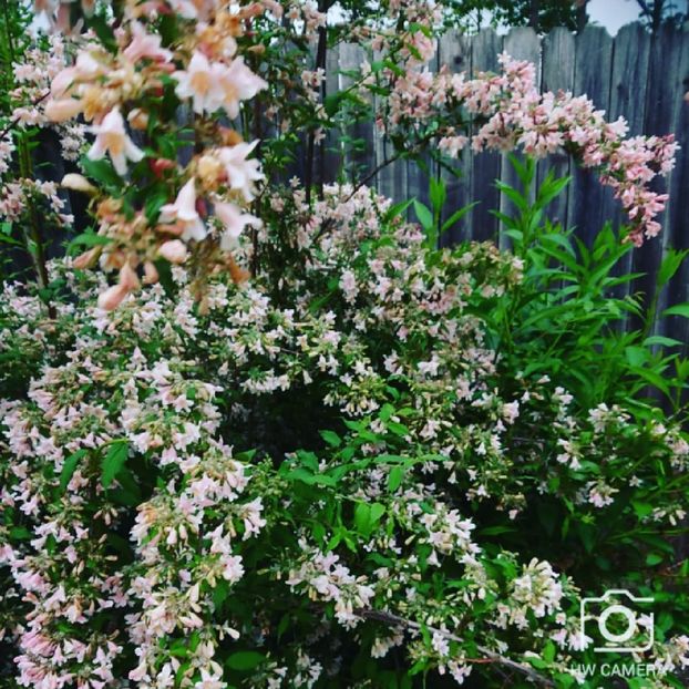  - Garden 2021