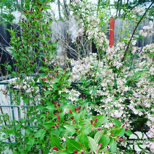  - Garden 2021