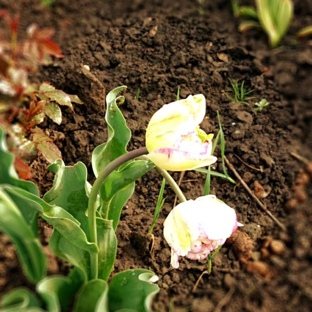  - Garden 2021
