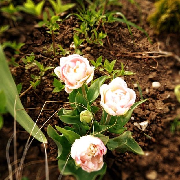  - Garden 2021