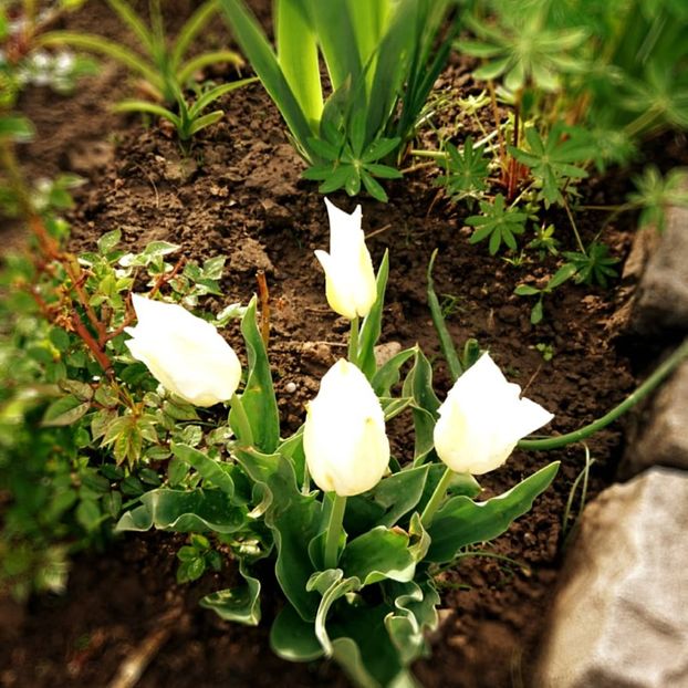  - Garden 2021