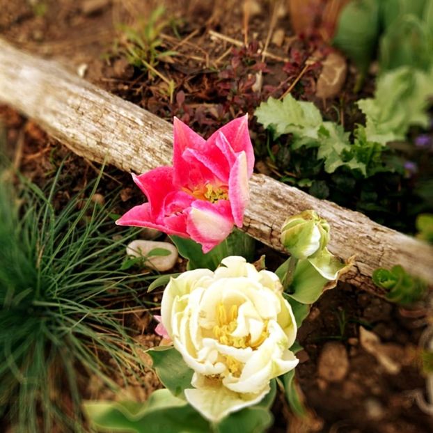  - Garden 2021