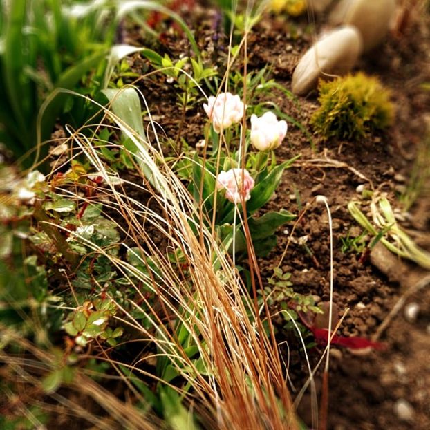  - Garden 2021