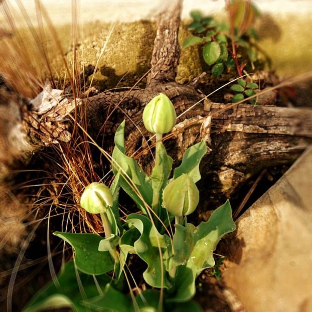  - Garden 2021