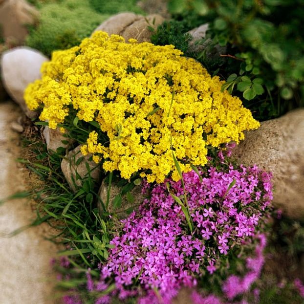  - Garden 2021