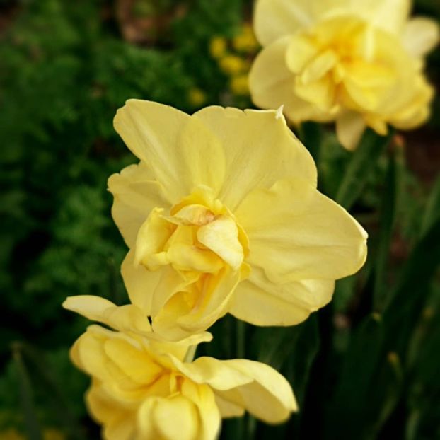  - Garden 2021