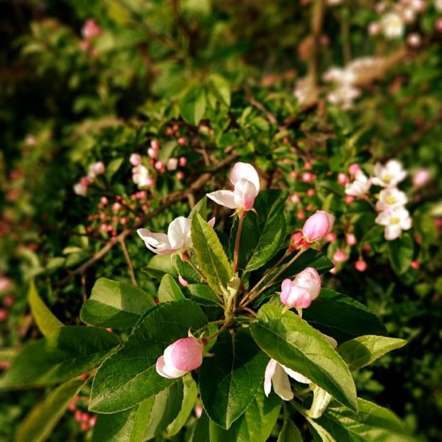  - Garden 2021