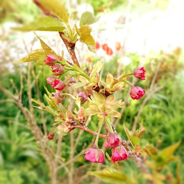  - Garden 2021