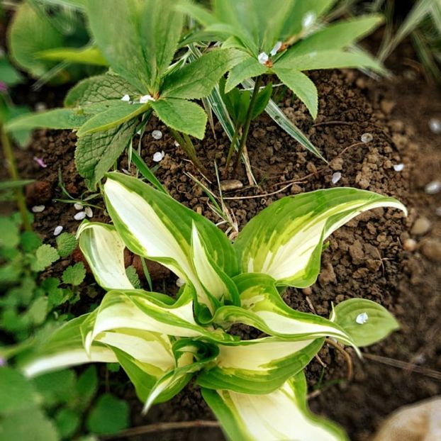  - Garden 2021