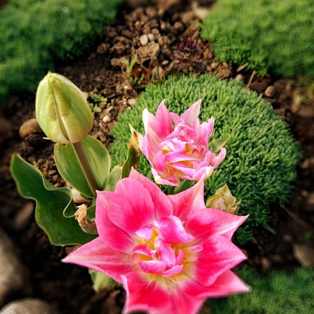  - Garden 2021