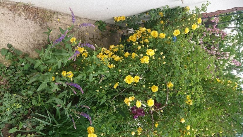  - Garden 2021