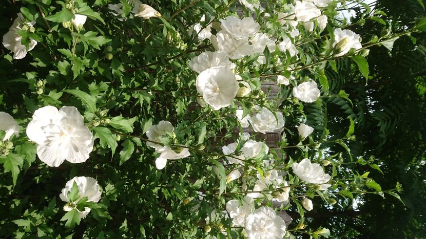  - Garden 2021