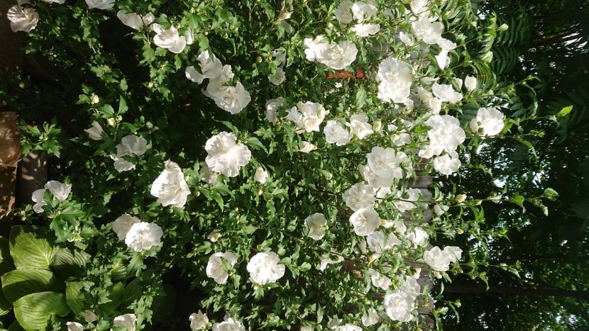  - Garden 2021
