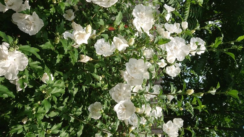  - Garden 2021