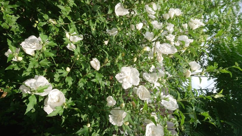  - Garden 2021