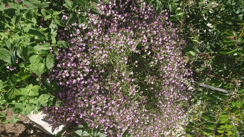  - Garden 2021