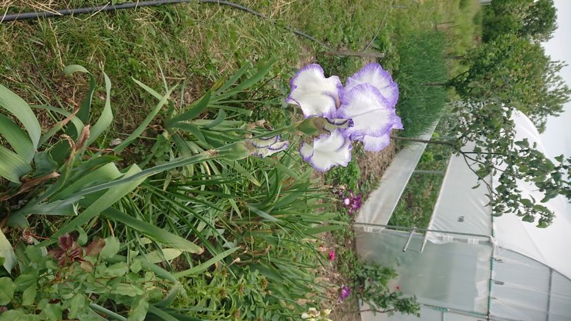  - Garden 2021