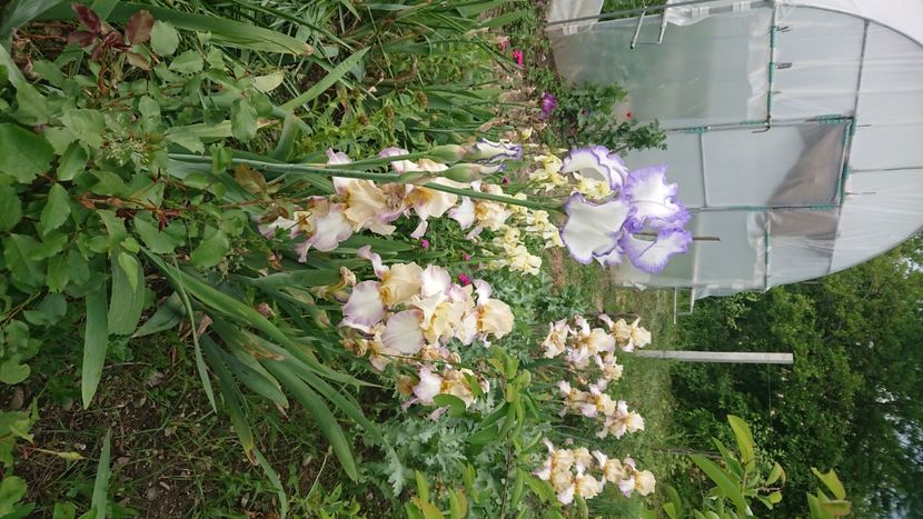  - Garden 2021