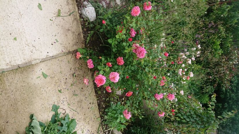  - Garden 2021