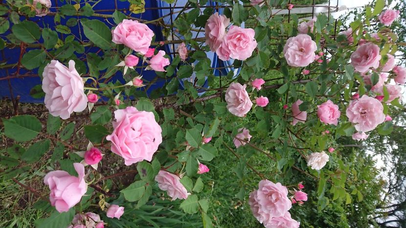  - Garden 2021