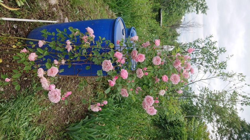  - Garden 2021