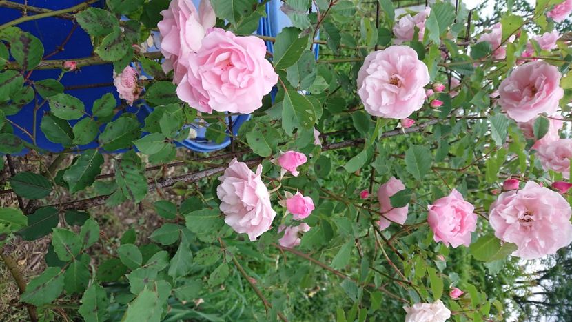  - Garden 2021
