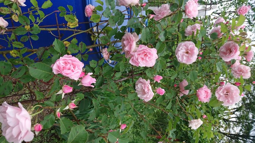  - Garden 2021