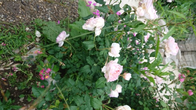  - Garden 2021