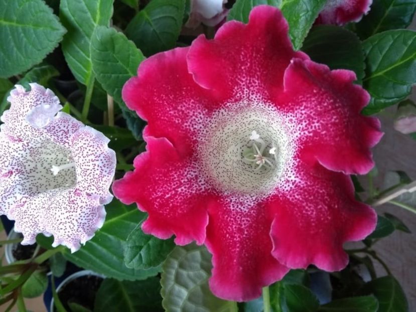 36a - Gloxinia din seminte 2020-2021