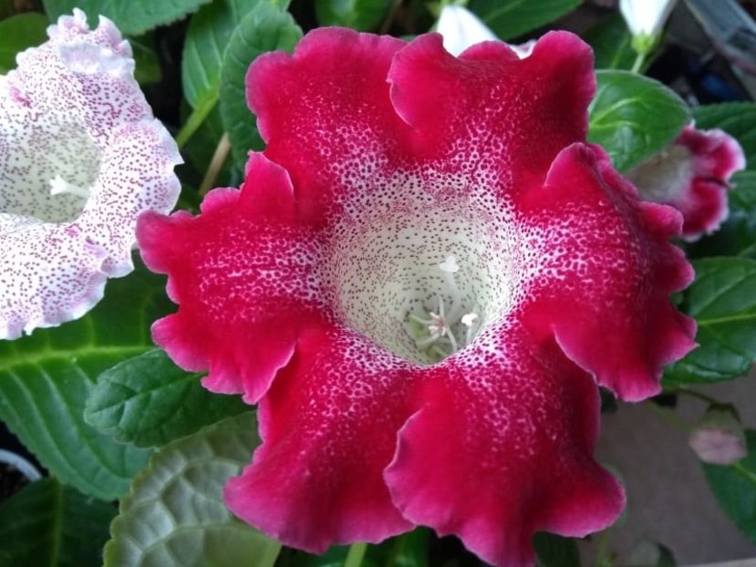 36c - Gloxinia din seminte 2020-2021