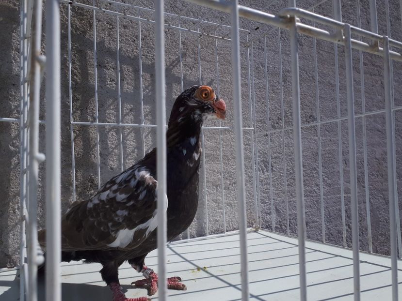 F - K1 _ tineret 2021