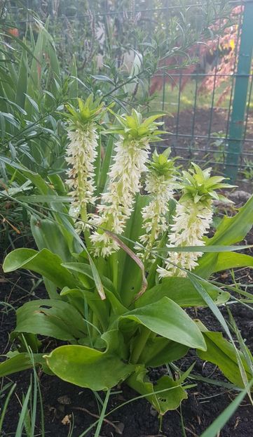 Eucomis - August 2021