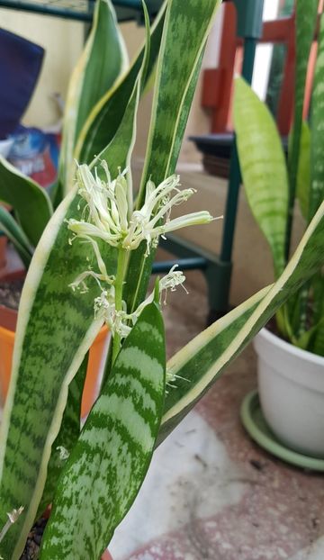 Floare la sansevieria Laurentii - Sansevieria