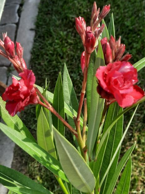  - 0 Gladiole si alte flori-