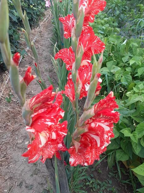  - 0 Gladiole si alte flori-