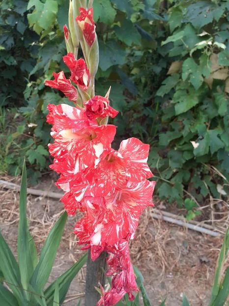  - 0 Gladiole si alte flori-