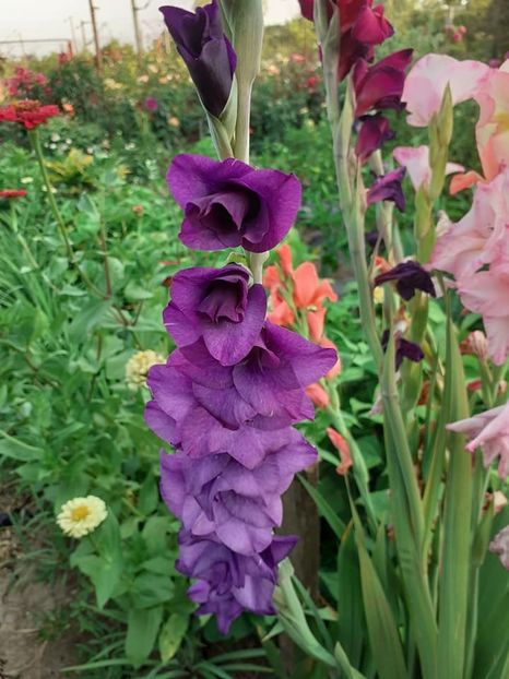 - 0 Gladiole si alte flori-
