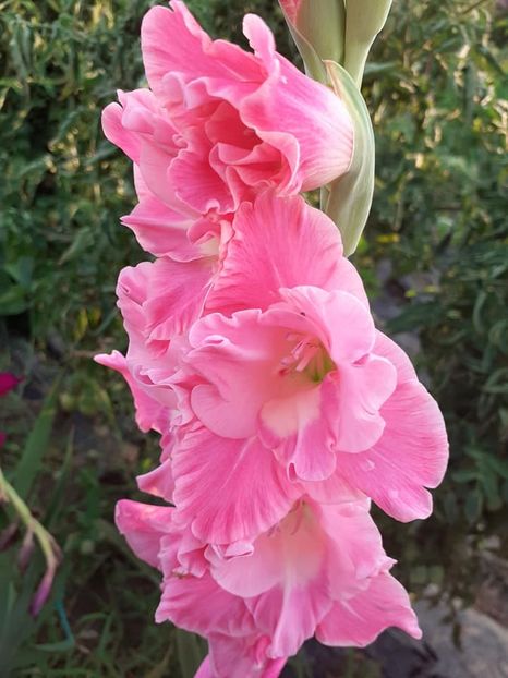  - 0 Gladiole si alte flori-