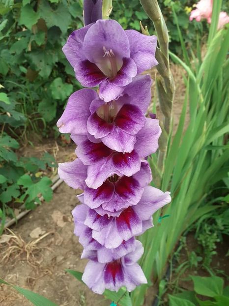  - 0 Gladiole si alte flori-