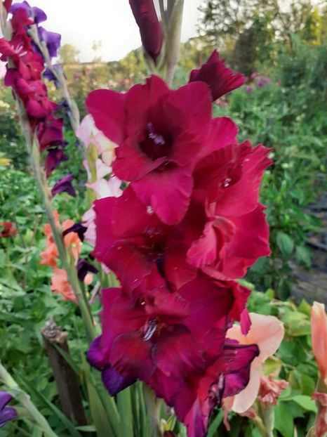  - 0 Gladiole si alte flori-