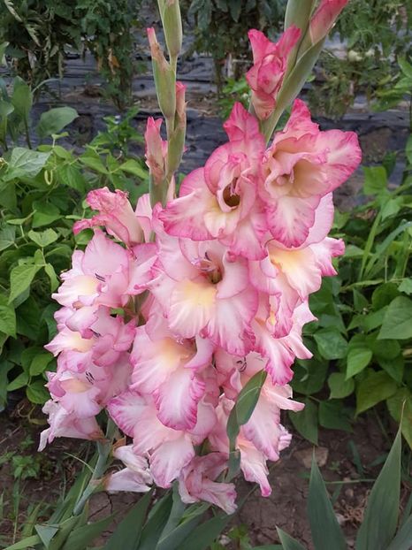  - 0 Gladiole si alte flori-