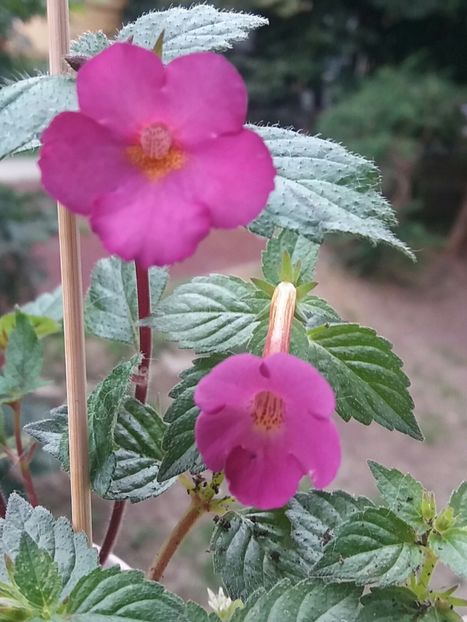 xA Chancey Marie (stanga) & Grape wine - Achi asemănători la prima vedere