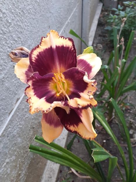  - 0 PLANTE PERENE SI ARBUSTI