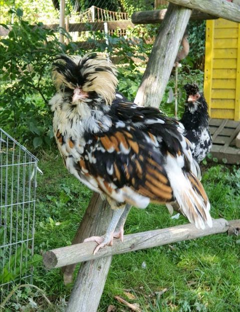 Screenshot_20210820_190821 - Achiziții Germania 2021