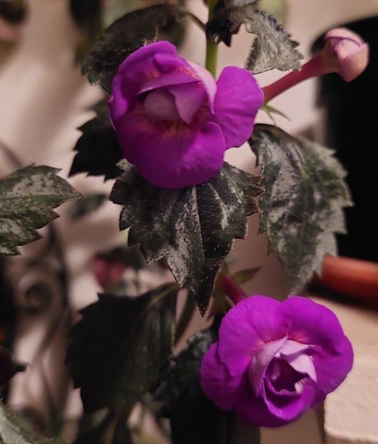  - PURPLE MYSTERY